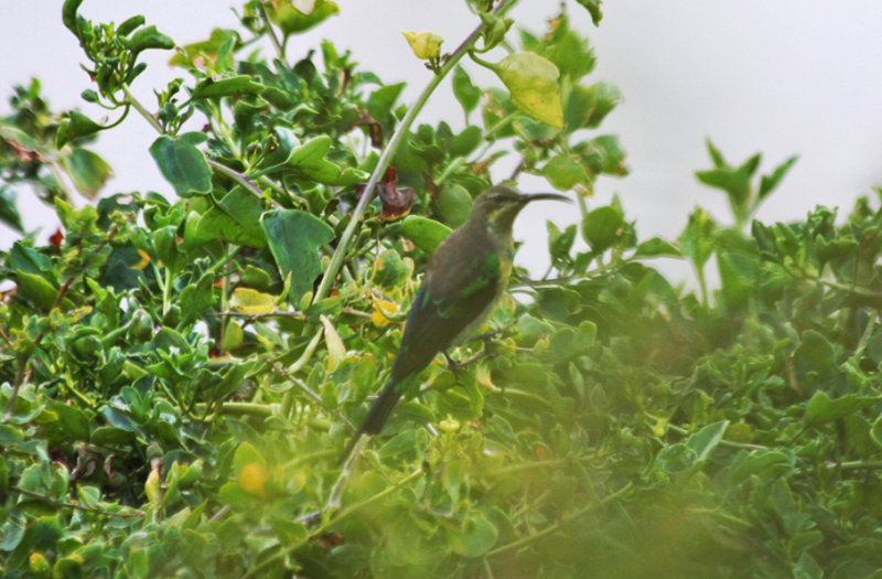 Malachite Sunbird (Nectarinia famosa) Simonstown, Boulders Beach