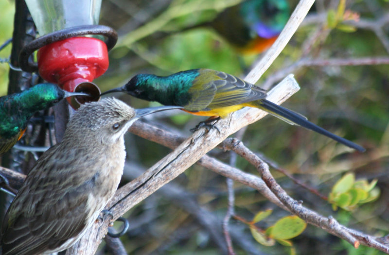 Orange-breasted Sunbird (Anthobaphes violacea) Male - Simonstown, Avian Leisure