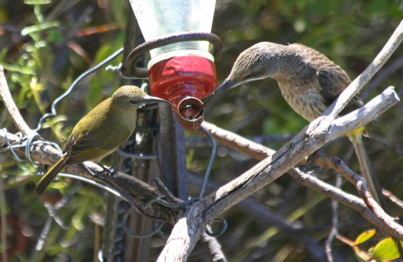 Orange-breasted Sunbird (Anthobaphes violacea) Female - Simonstown, Avian Leisure