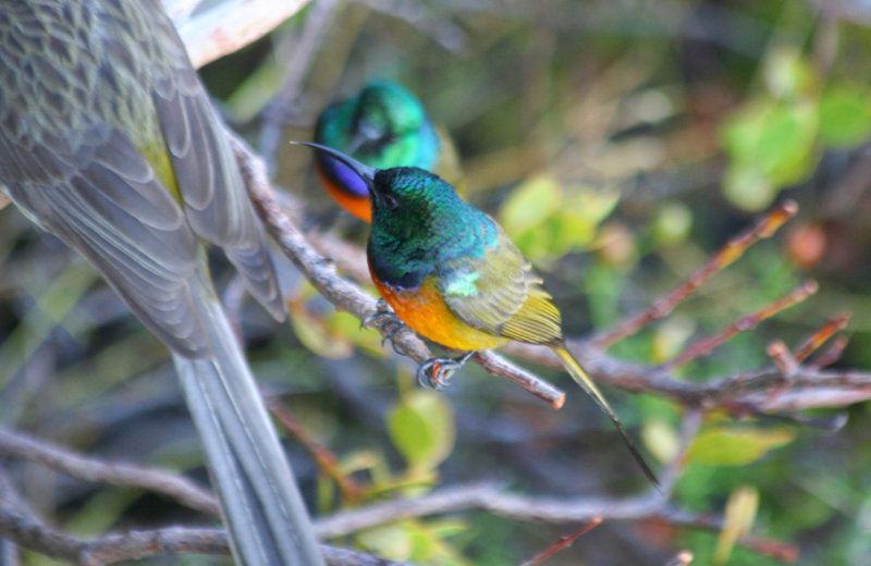 Orange-breasted Sunbird (Anthobaphes violacea) Male - Simonstown, Avian Leisure