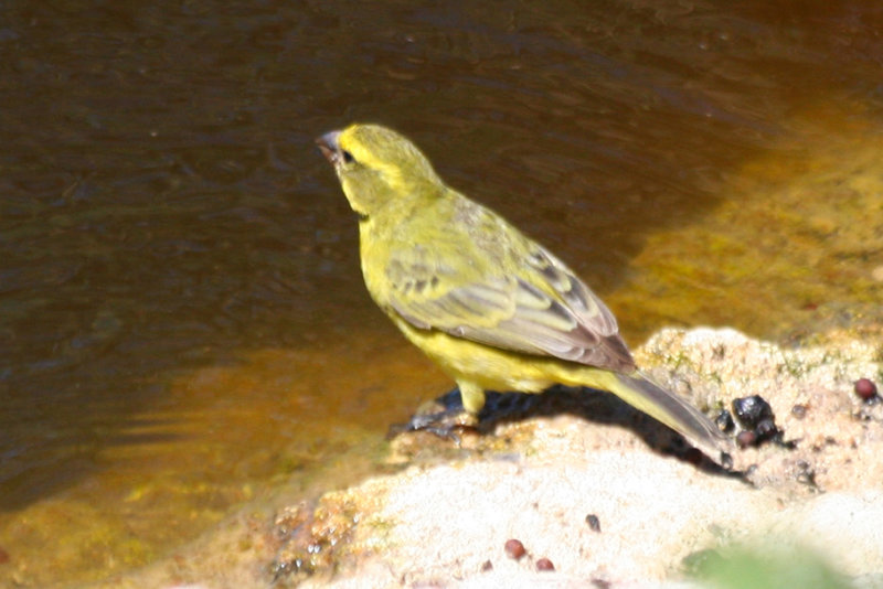 Yellow Canary (Crithagra flaviventris) West Coast NP