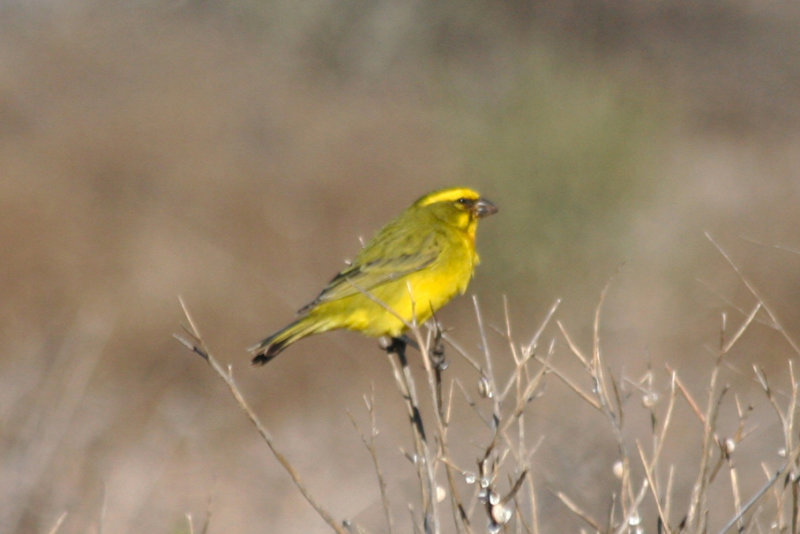 Yellow Canary (Crithagra flaviventris) Western Cape