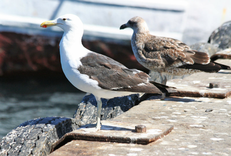 Cape Gull (Larus dominicanus vetula) Cape Peninsula - Houtbaai