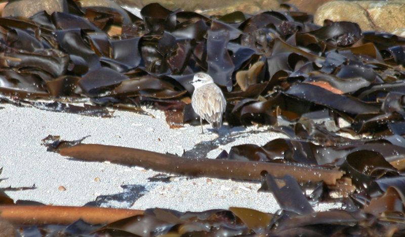 White-fronted Plover (Charadrius marginatus) Cape Point - Table Mountain NP