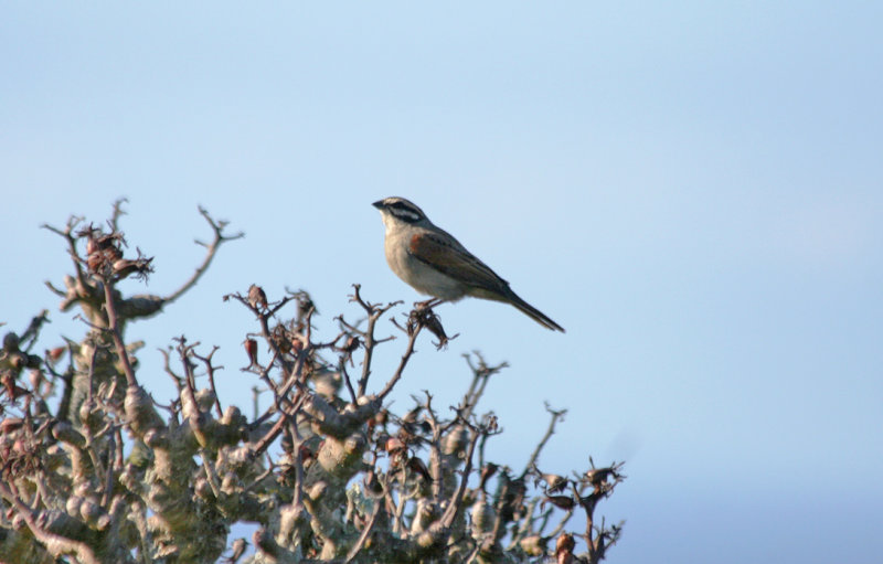 Cape Bunting (Emberiza capensis) Cape Point - Table Mountain NP