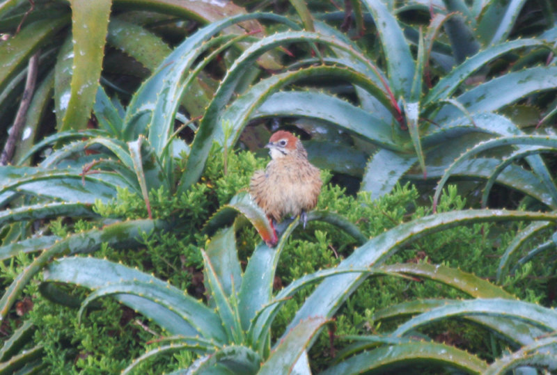 Cape Grassbird (Sphenoeacus afer)