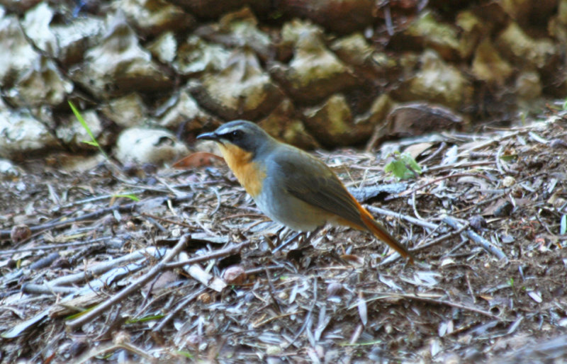 Cape Robin-Chat (Cossypha caffra) South Africa - Cape Town - Kirstenbosch Botanical Garden