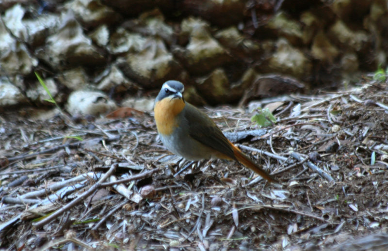 Cape Robin-Chat (Cossypha caffra) South Africa - Cape Town - Kirstenbosch Botanical Garden
