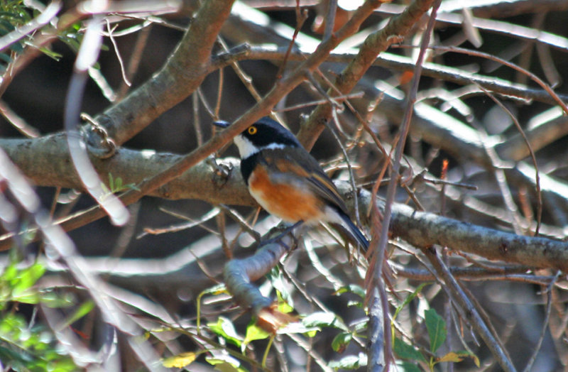 Cape Batis (Batis capensis) Male - South Africa, Cape Town, Table Mountain NP