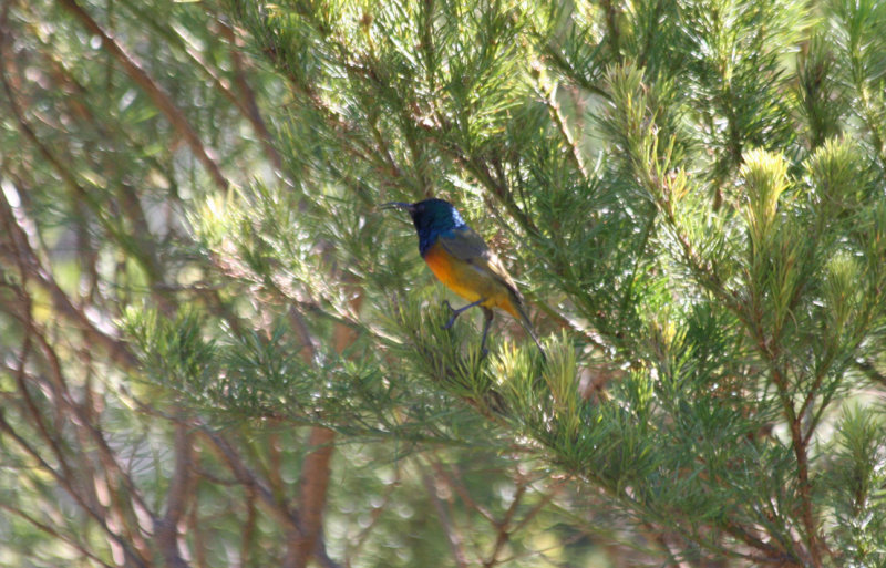Orange-breasted Sunbird (Anthobaphes violacea) South Africa - Cape Town - Kirstenbosch Botanical Gardens