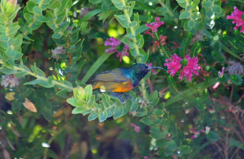 Orange-breasted Sunbird (Anthobaphes violacea) South Africa - Cape Town - Kirstenbosch Botanical Gardens