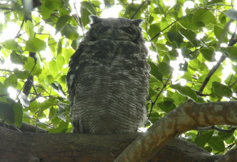 Spotted Eagle Owl (Bubo africanus) Cape Town, Kirstenbosch Botanical Gardens