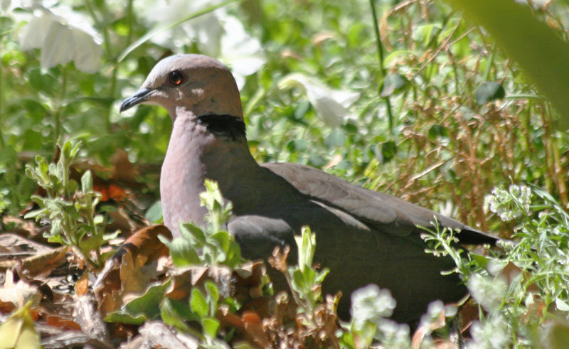 Red-eyed Dove (Streptopelia semitorquata) Cape Town - Company Gardens