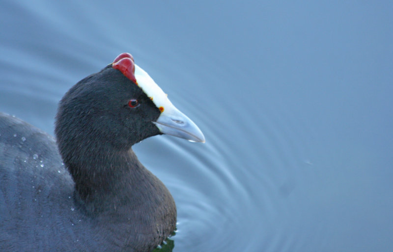 Red-knobbed Coot (Fulica cristata) Cape Town - Green Point