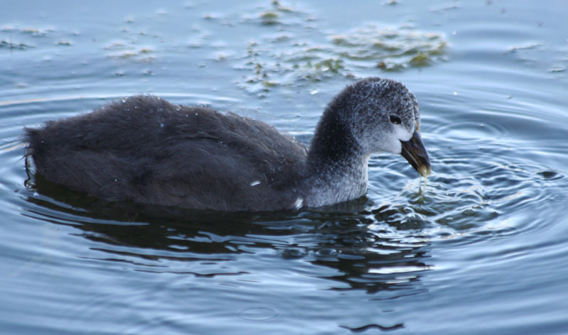 Red-knobbed Coot (Fulica cristata) Cape Town - Green Point