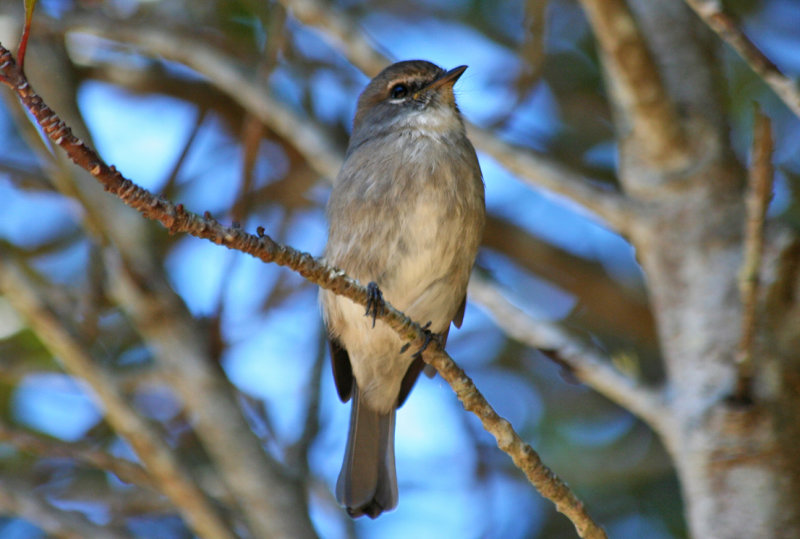 African Dusky Flycather (Muscicapa adusta) South Africa - Cape Town - Table Mountain NP