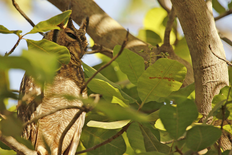Greyish Eagle-Owl (Bubo cinerascens) Gambia - Farasuto Forest