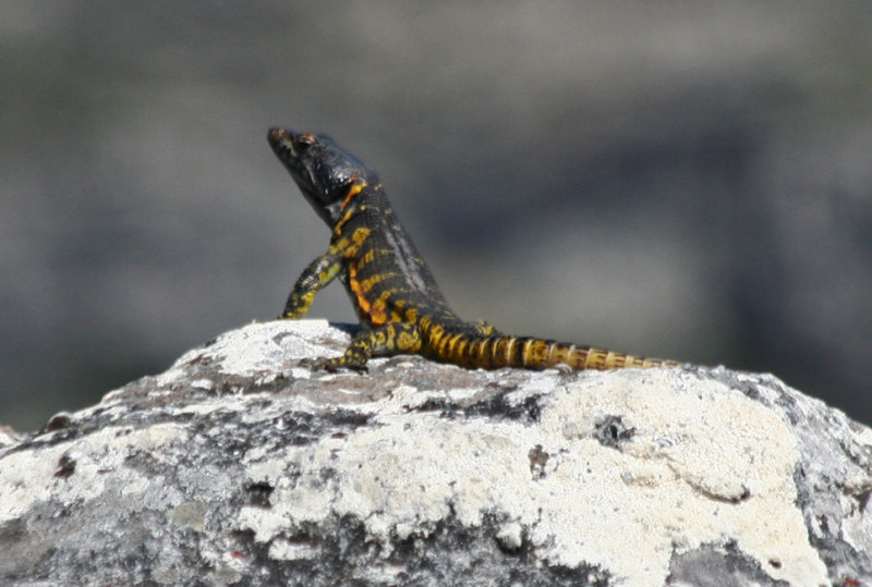 Cape Crag Lizard (Pseudocordylus microlepidotus) Table Mountain N.P.