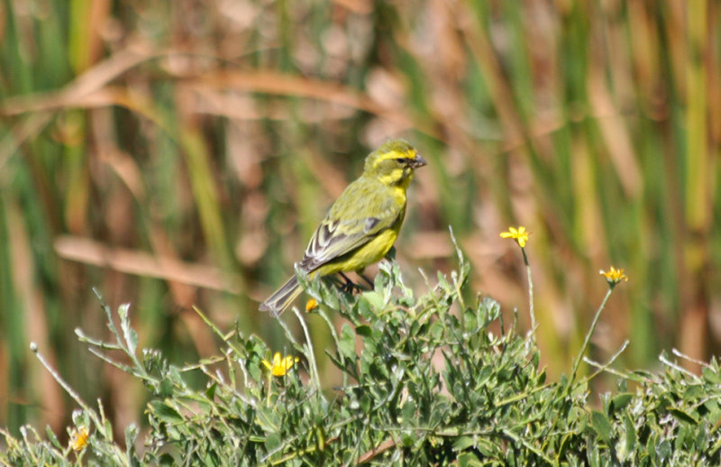 Yellow Canary (Crithagra flaviventris) West Coast N.P.
