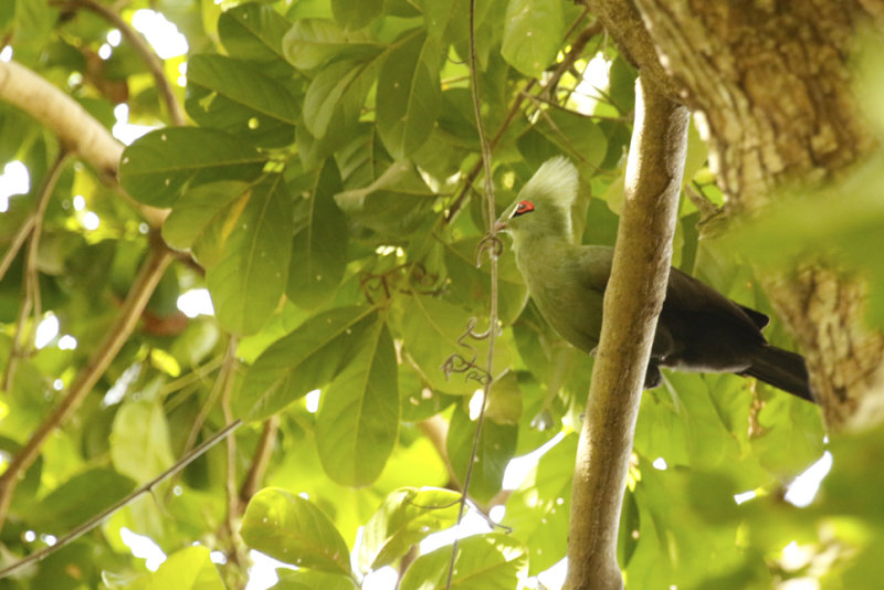 Guinea Turaco ssp buffoni (Tauraco persa buffoni) Gambia - Abuko