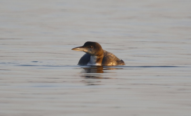 Great Northern- or Common Loon (Gavia immer) Zevenhuizerplas (ZH)