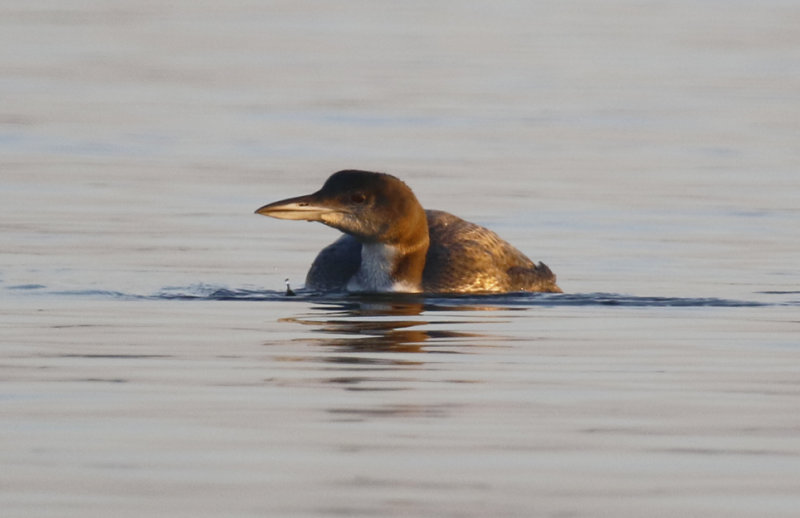 Great Northern- or Common Loon (Gavia immer) Zevenhuizerplas (ZH)