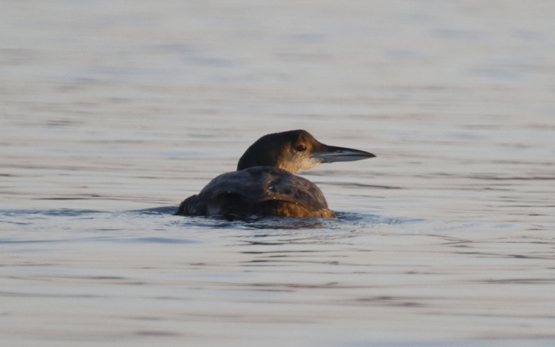 Great Northern- or Common Loon (Gavia immer) Zevenhuizerplas (ZH)