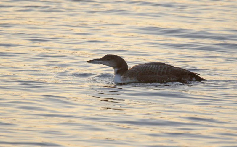 Great Northern- or Common Loon (Gavia immer) Zevenhuizerplas (ZH)