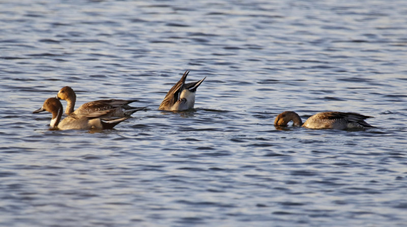Northern Pintail (Anas acuta) Zevenhuizen - Eendragtspolder - Plasdrasgebied (ZH)