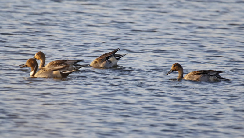 Northern Pintail (Anas acuta) Zevenhuizen - Eendragtspolder - Plasdrasgebied (ZH)