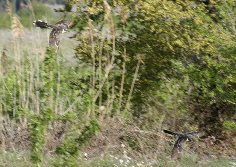Great Spotted Cuckoo (Clamator glandarius) Catalunya - Lleida
