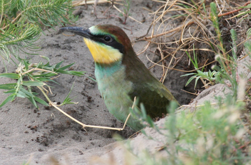 European Bee-eater (Merops apiaster) Juvenile in nesting hole - Hungary- Kiskunsag N.P.