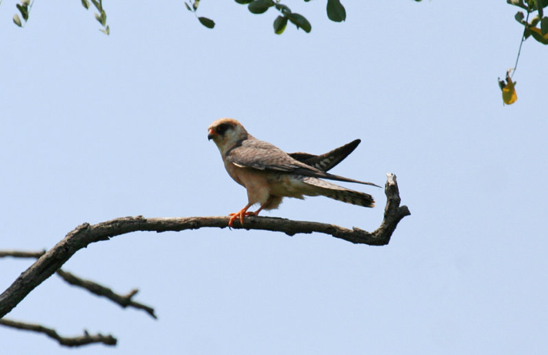 Red-footed Falcon (Falco vespertinus) Hungary - Kiskunsag N.P. - Apaj poesta