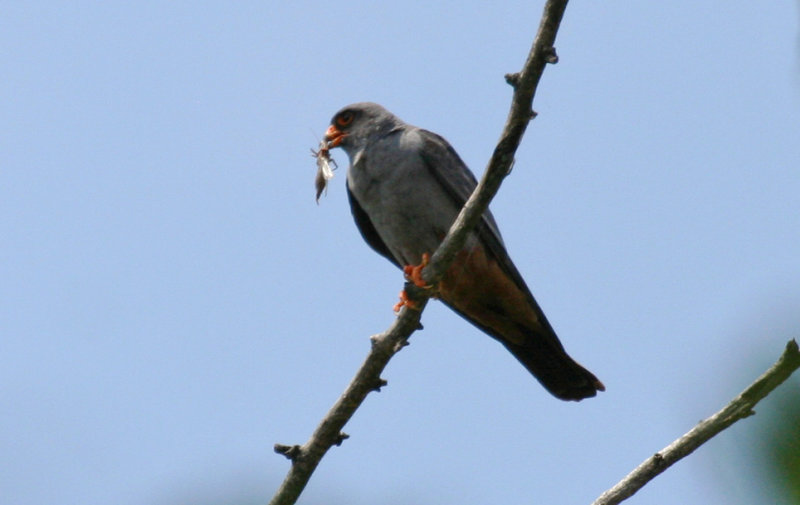 Red-footed Falcon (Falco vespertinus) Hungary - Kiskunsag N.P. - Apaj poesta