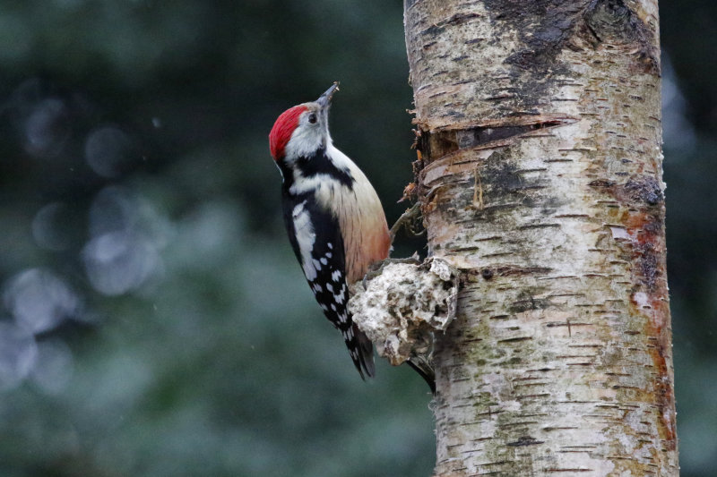 Middle Spotted Woodpecker (Dendrocoptes medius) HBN-Hut 4 - Overijssel, The Netherlands 