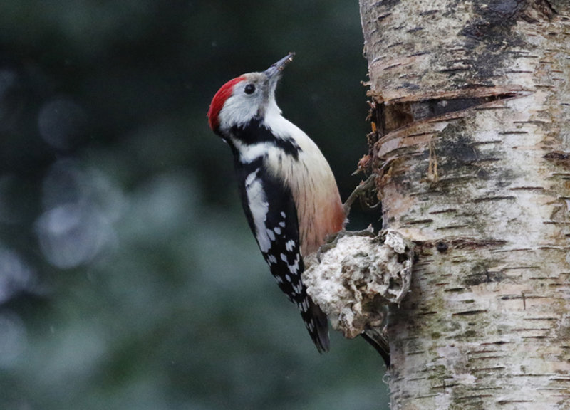 Middle Spotted Woodpecker (Dendrocoptes medius) HBN-Hut 4 - Overijssel, The Netherlands