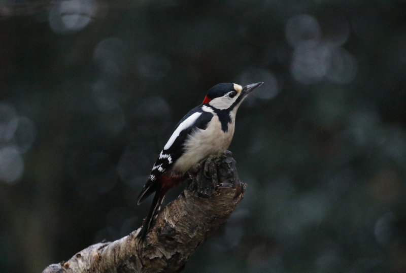 Great Spotted Woodpecker (Dendrocopos major) HBN-Hut 4 - Overijssel, The Netherlands