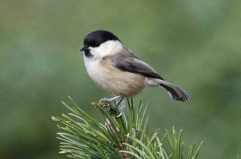 Matkop / Willow Tit (Poecile montanus) HBM Fotohut#3 Lemelerberg - Twente (OV).