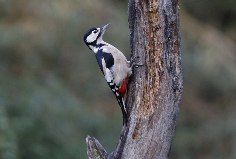 Great Spotted Woodpecker (Dendrocopos major) HBN-Hut 3 - Overijssel, The Netherlands
