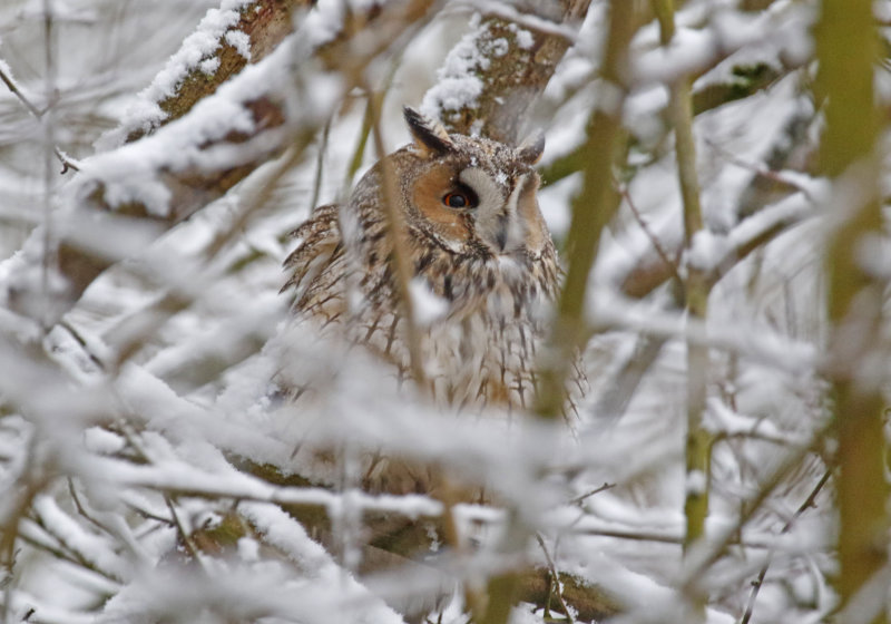 Long-eared Owl (Asio otus) Rotterdam, Kralingsche Bos