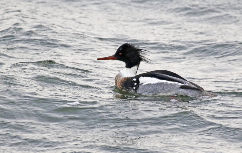 Red-breasted Merganser (Mergus serrator) Veerse Meer - Zeeland