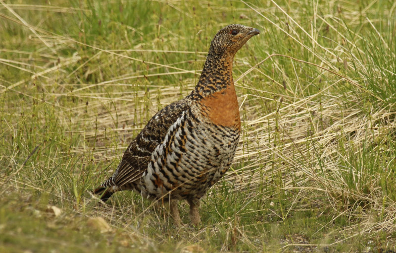 Galliformes: Phasianidae - Turkeys, Grouse, Pheasants, Partridges
