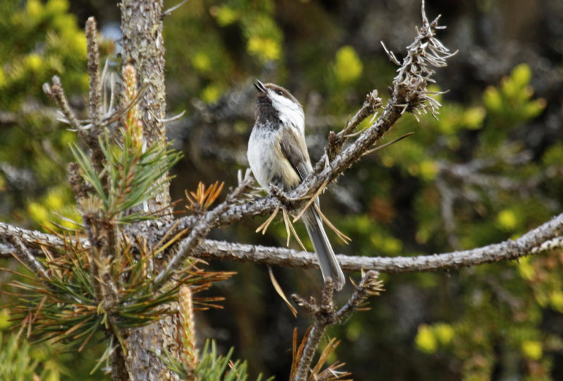 Grey-headed Chickadee or Siberian Tit (Poecile cinctus) Finland - Inari