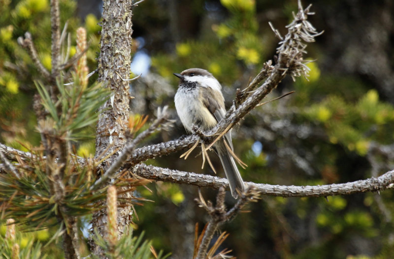 Grey-headed Chickadee or Siberian Tit (Poecile cinctus) Finland - Inari
