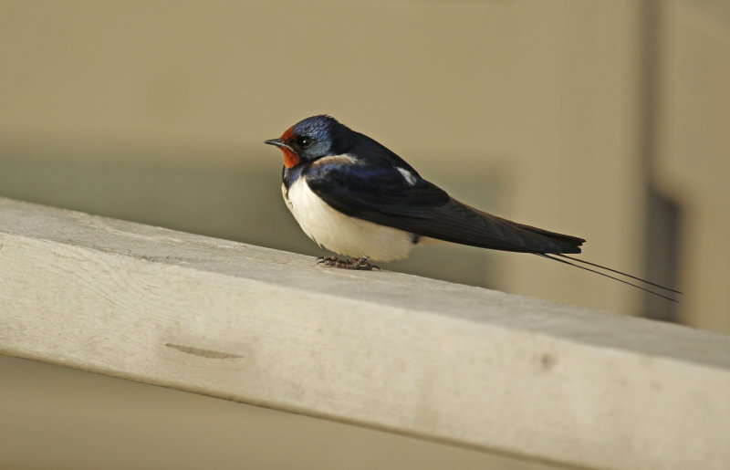 Barn Swallow (Hirundo rustica) Liminka - Virkkula 