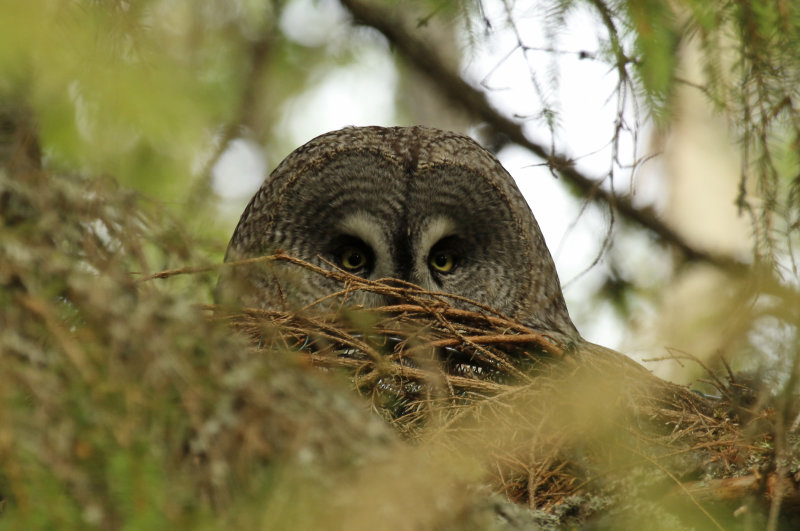 Great Grey Owl (Strix nebulosa) Finland - Oulu