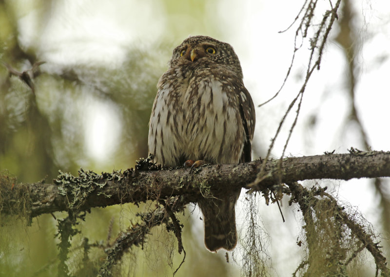 Eurasian Pygmy Owl (Glaucidium passerinum) Finland - Oulu
