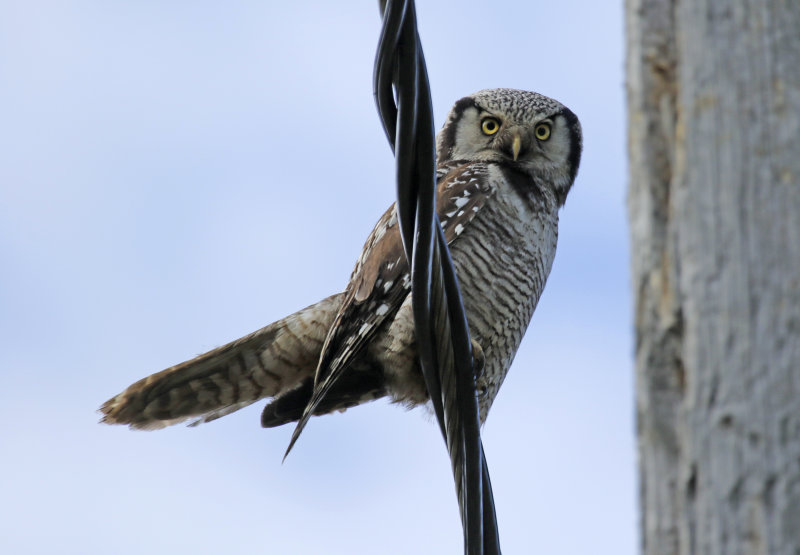 Northern Hawk-Owl (Surnia ulula) Finland, Lumijoki