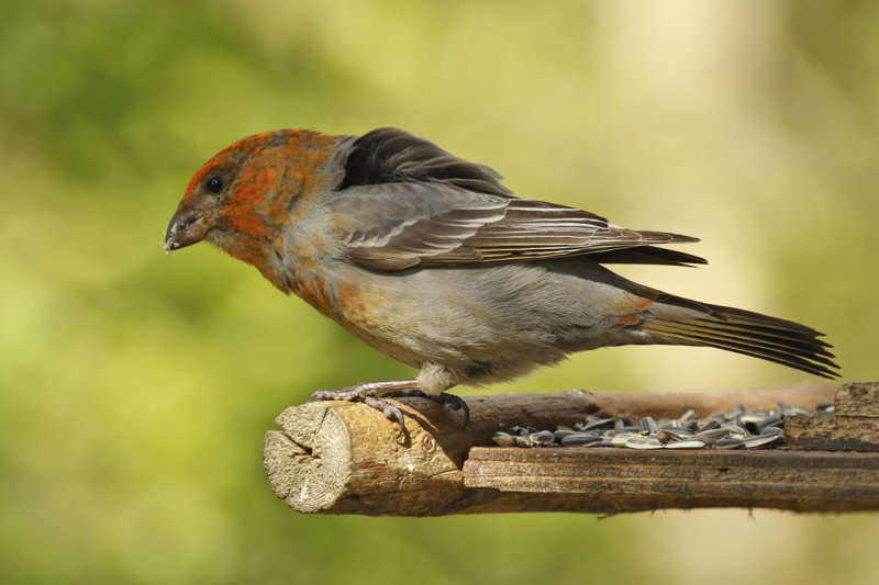 Pine Grosbeak (Pinicola enucleator) Finland - Inari