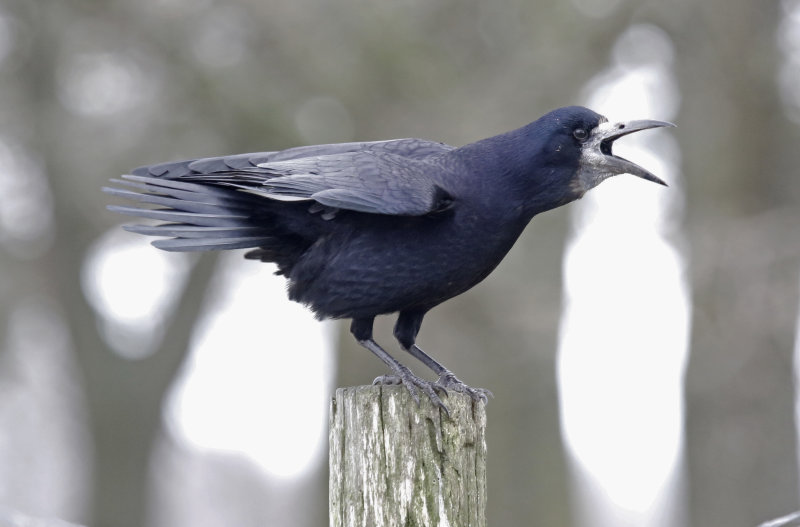 Rook (Corvus frugilegus)